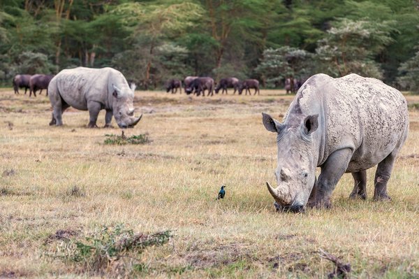 Safari du cratère de Ngorongoro : quelles sont les activités que vous pourrez faire ?